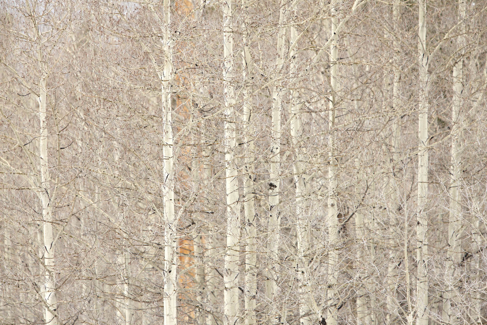 Aspen trees
