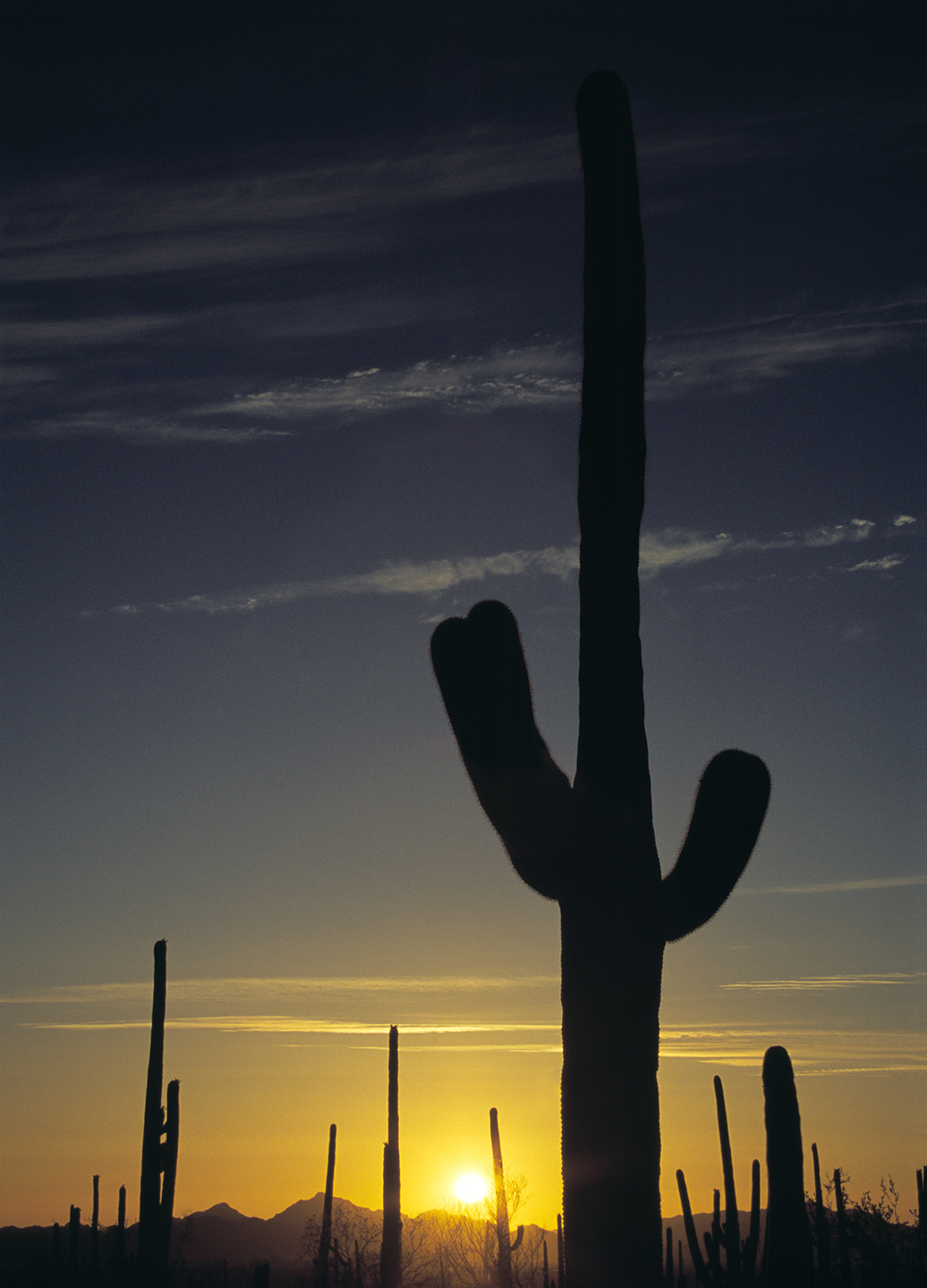 Saguaro cactus, Tucson, AZ