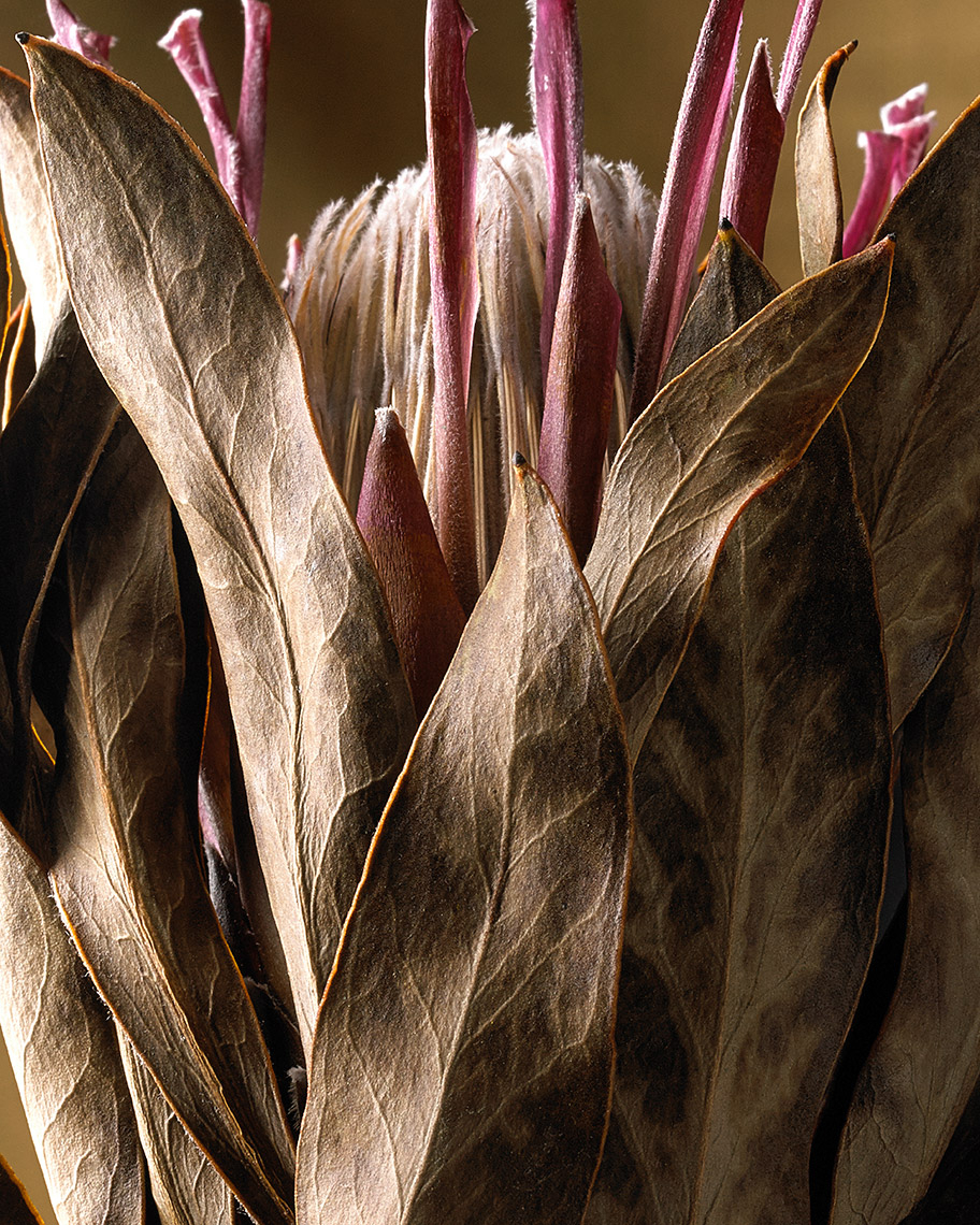 Dried Protea Flower