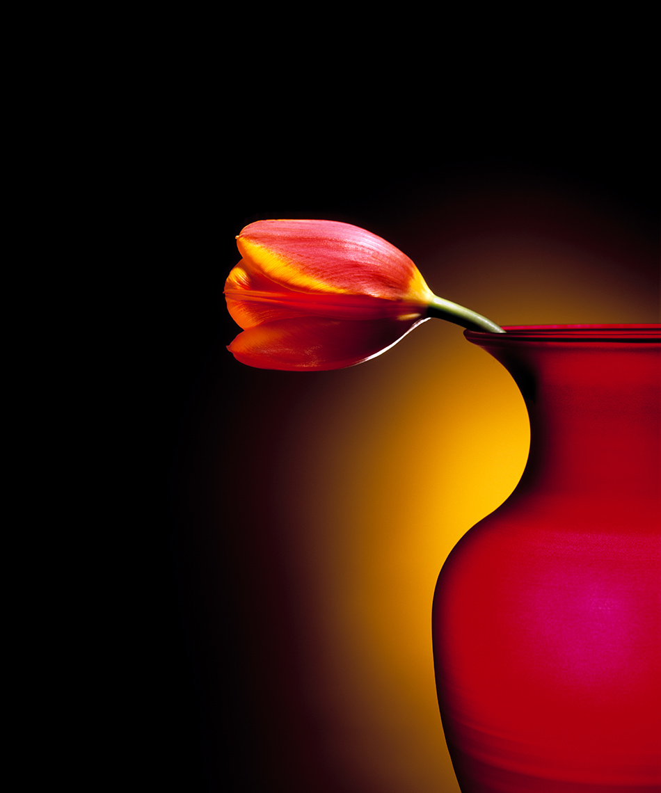 Tulip in Red Vase